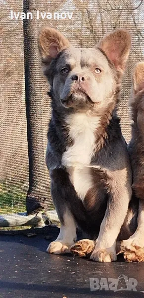 френски Булдог, снимка 1