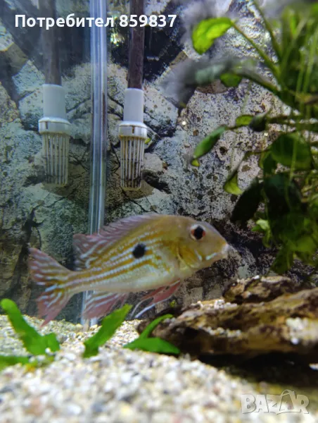 Геофагус, снимка 1