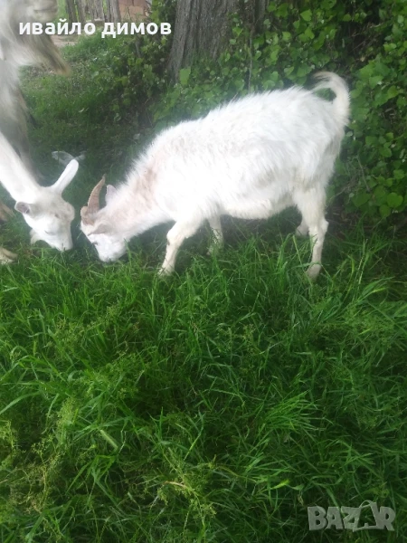 продавам две яри мъжки. , снимка 1