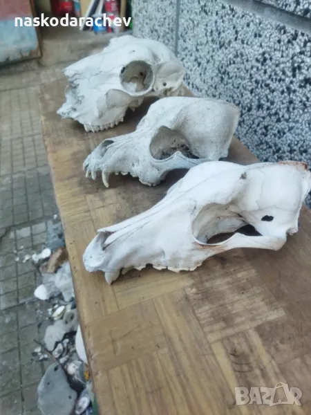Череп, черепи за декорация, снимка 1