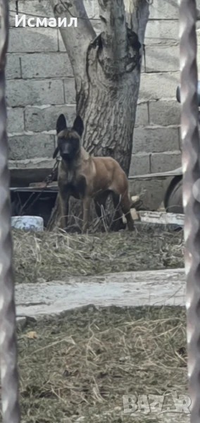 Здравейте Белгийска овчаркана , снимка 1