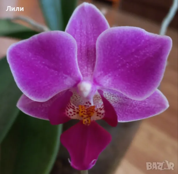 Орхидея фаленопсис Mukkala, снимка 1