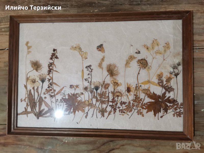 Картина - хербарий, снимка 1
