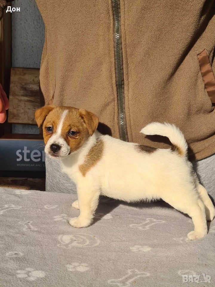 Джак Ръсел Териер 🐾, снимка 1