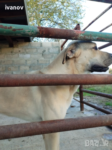 Кангал мъжки. За разплод, снимка 1