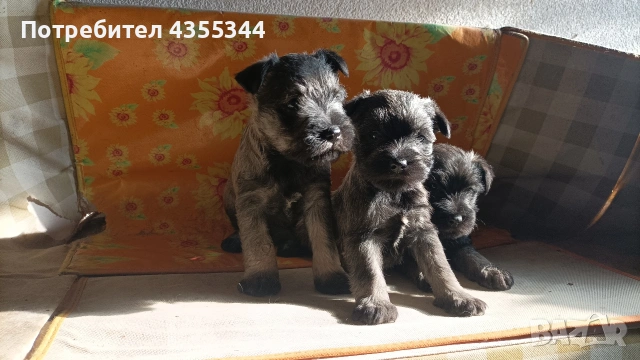 Цвергшнауцер 