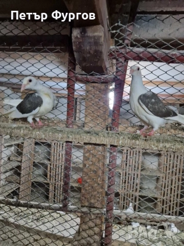 Продавам 2бр. млади    пощи