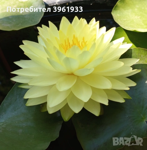 Продавам сортови Водни лилии , снимка 2 - Градински цветя и растения - 53253867