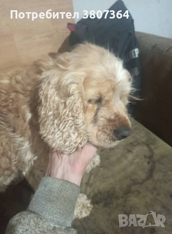 Американски Кокер шпаньол свободен за разплод , снимка 3 - Кокер шпаньол - 53486984