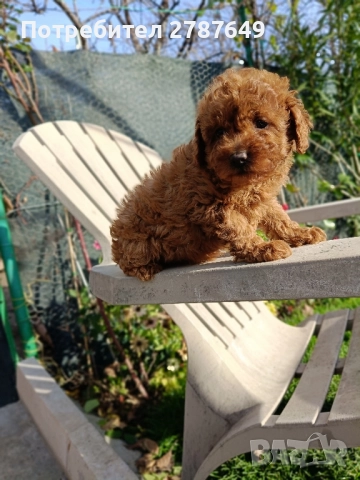 Той пудел, снимка 8 - Пудели - 52632120