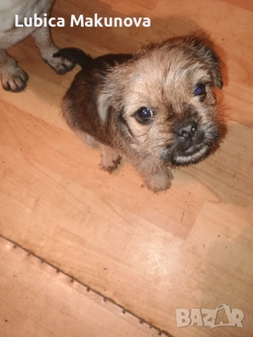 Мопс, снимка 4 - Йоркширски териер - 52815160