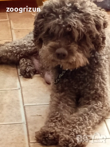 Малки пудели кавапу, снимка 10 - Пудели - 52238826