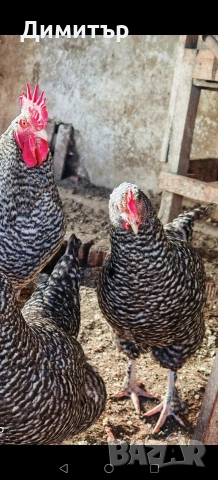 Разплодни яйца от Мехелен, снимка 10 - Кокошки и пуйки - 52938556