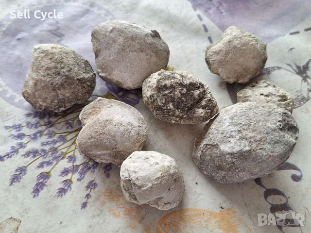 ✅ФОСИЛИ НА МИДИ - ПРОВАДИЯ❗, снимка 4 - Колекции - 53431798