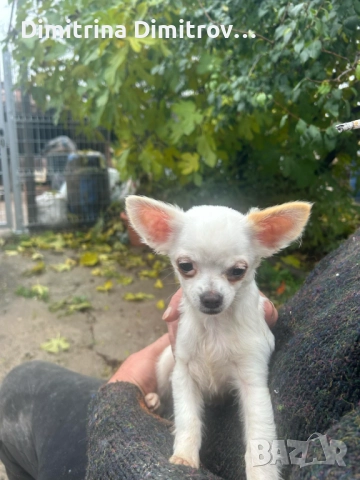 Мъжко мини чихуахуа, снимка 4 - Чихуахуа - 52417903