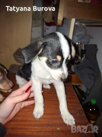 Продавам кучета от порода Пинчер, снимка 3 - Пинчер - 52858879