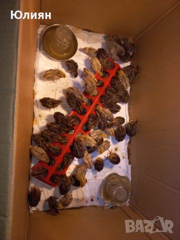 Пъдпъдъчи яйца и пъдпъдъци