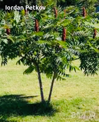 Рустифина дърво , снимка 6 - Разсади - 39458529