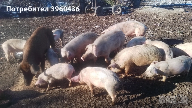 продавам прасета 