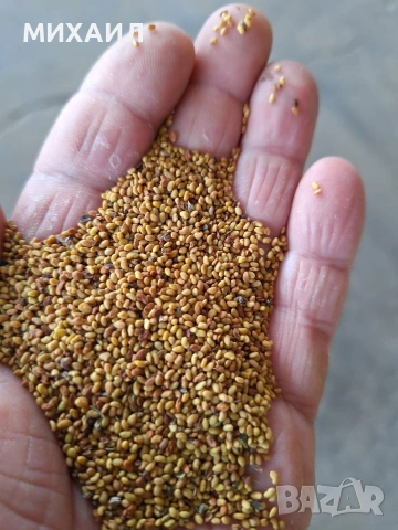 Семе, люцерново семе , снимка 2 - Сортови семена и луковици - 53023040
