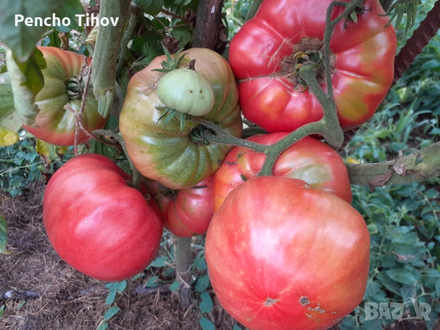 Продавам парцел в регулация и зем. земя в с. Враниловци., снимка 8 - Парцели - 51936556