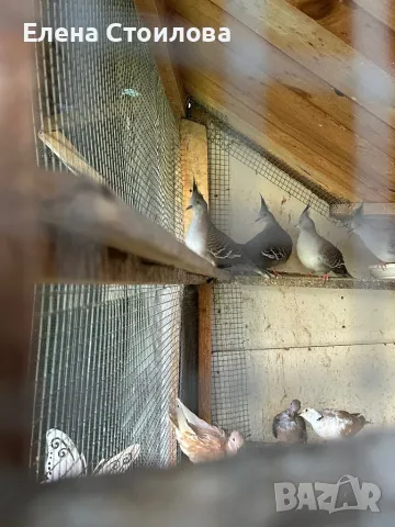 Различни видове гугутки, гр.Пещера, снимка 5 - Гълъби - 50148737