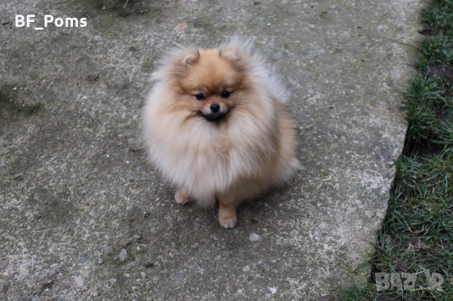 Миниатюрно момиченце померан с родословие FCI, снимка 12 - Померан - 50219721