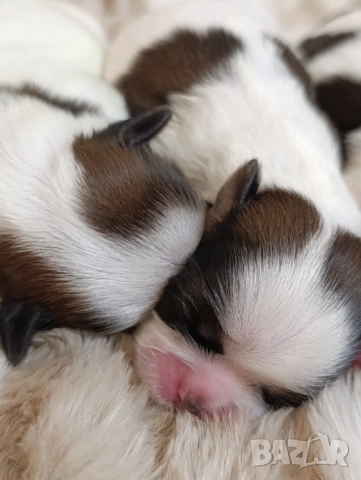 Кученца Ши Тцу /SHIH TZU FCI pedigree , снимка 13 - Ши Тцу - 52464119