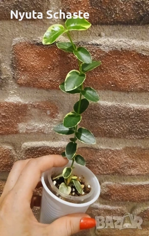 Хоя Cumingiana variegata, снимка 1