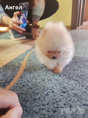 Померан, снимка 12 - Померан - 52946732