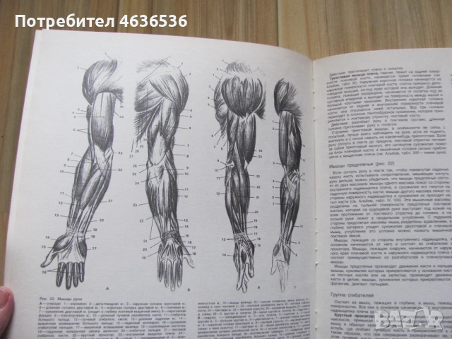 Книга Пластическая анатомия и изображения человека, 1985г., снимка 6 - Специализирана литература - 53255032