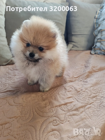 Померан мини мъжко и женско , снимка 16 - Померан - 52826685