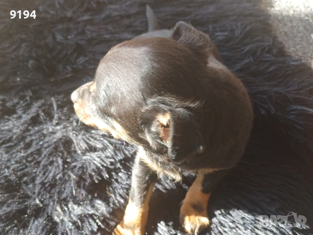 мини пинчер мини пинчер , снимка 4 - Пинчер - 52874815