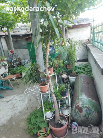 Палма Юка агаве стайна, снимка 10 - Стайни растения - 32852031