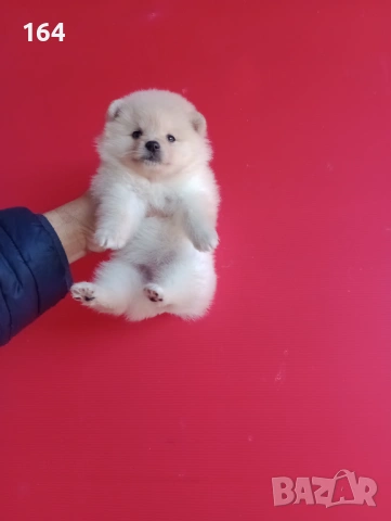 Мъжки и женски Померани. Реални снимки от 12.01.26 г. , снимка 4 - Померан - 53111472