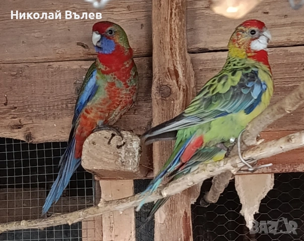 Пенанти,розели и пойни, снимка 3 - Папагали - 53256284