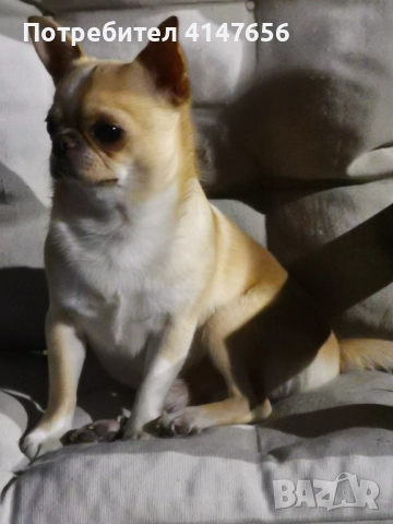 Чихуахуа за разплод 