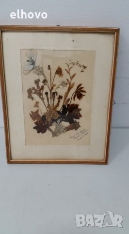 Стар хербарии от 1962г