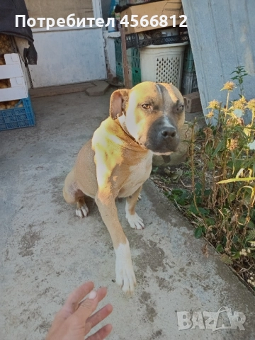 Пясъчна Пидбука, снимка 5 - Питбул - 51460790
