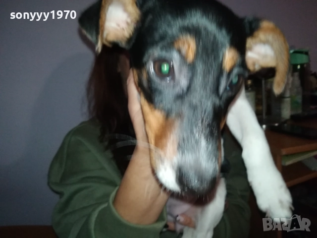 бебе джак ръсел 0112251754, снимка 8 - Джак ръсел териер - 52616116