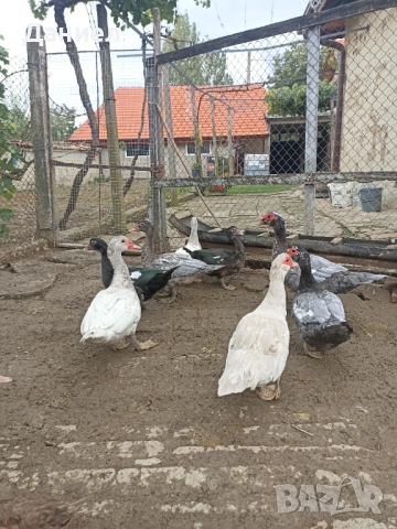 Мускусни патици(Неми), снимка 6 - Други животни - 51877410