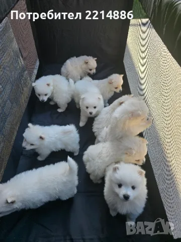 Немски мини шпицове , снимка 1