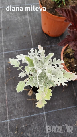 Промо пакет от 5 бр студоустойчиви растения!, снимка 4 - Градински цветя и растения - 51230092