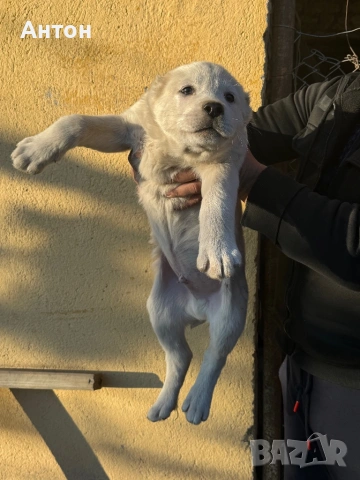 Алабай (Средно Азиатска овчарка), снимка 9 - Алабай - 52940508