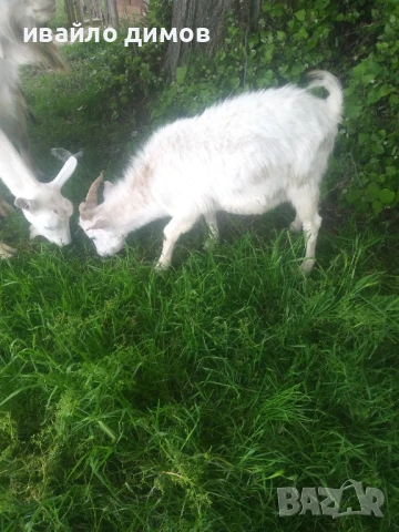 продавам две яри мъжки. , снимка 1