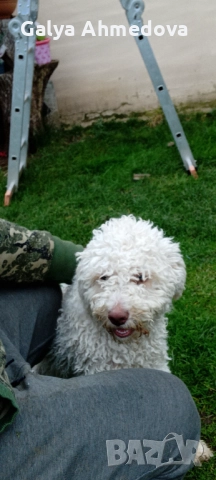 Кучета за труфели лагото романьоло , снимка 3 - Кокер шпаньол - 52858197