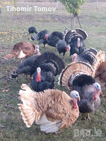 продавам пуйки пуяци , снимка 3 - Кокошки и пуйки - 52924697