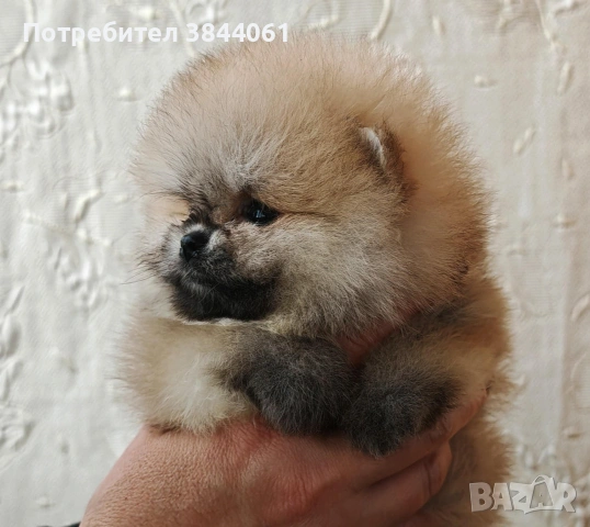 Мини померанчета , снимка 2 - Померан - 53223701