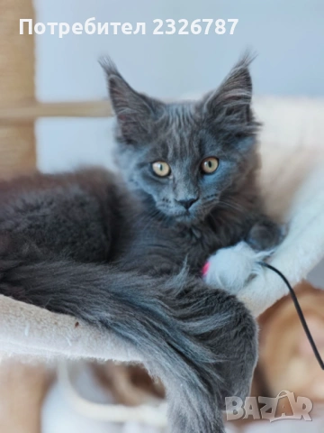 Продавам коте мейн-кун, снимка 3 - Мейн кун - 52864422