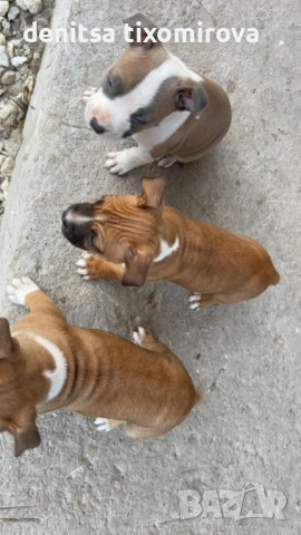 ПРОДАВАТ СЕ !!!, снимка 3 - Американски стафордширски териер - 53540617